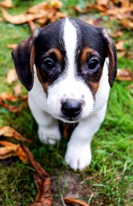 Small dog pet animal portrait photo