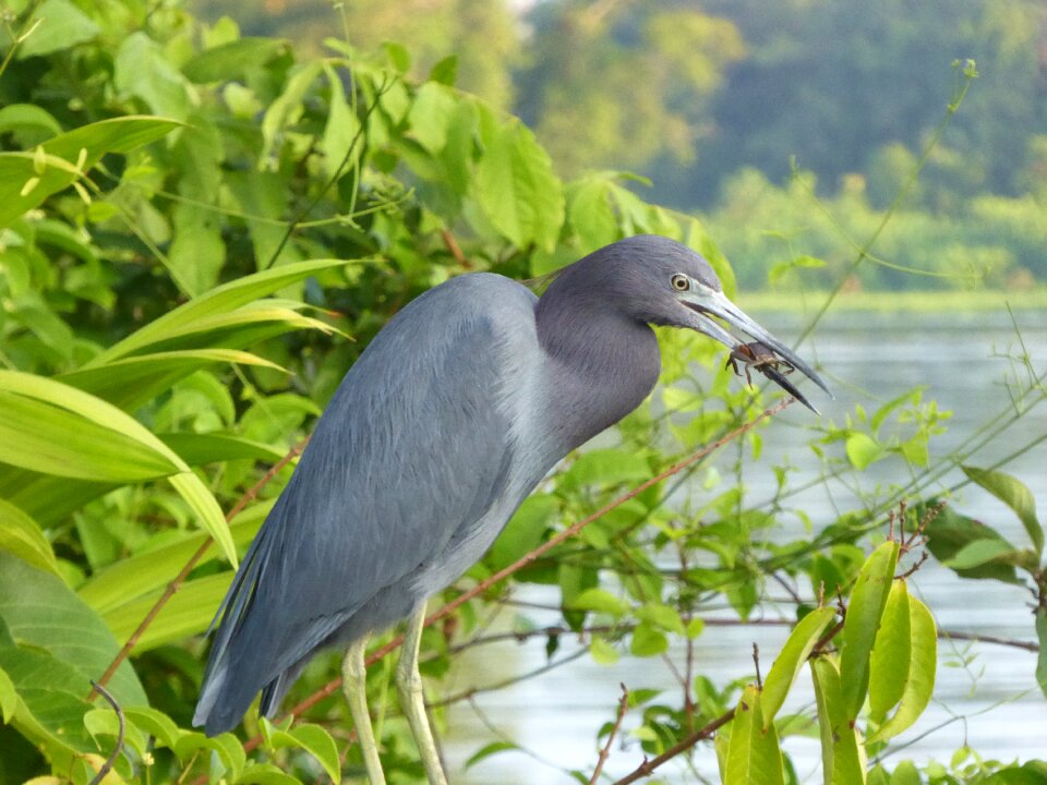 National park heron food