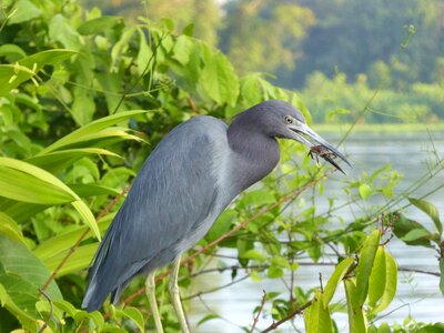 National park heron food