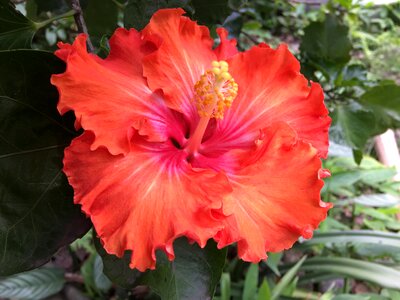 Hibiscus orange flower orange