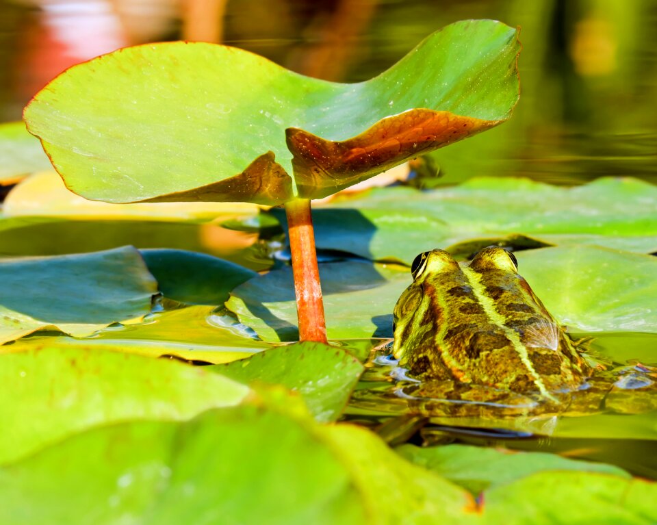 Animal green nuphar pumila leaf