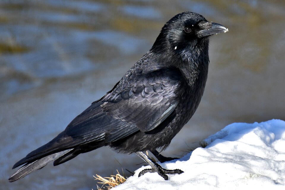Snow cold raven bird