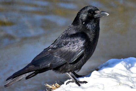 Snow cold raven bird photo