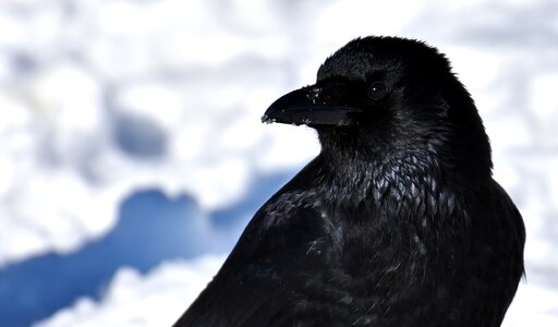 Winter cold raven bird photo