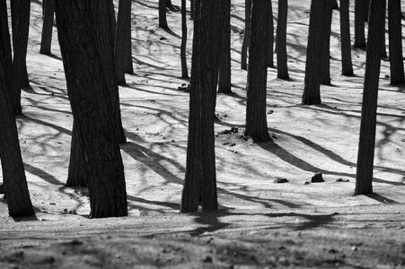 Nature trees weird