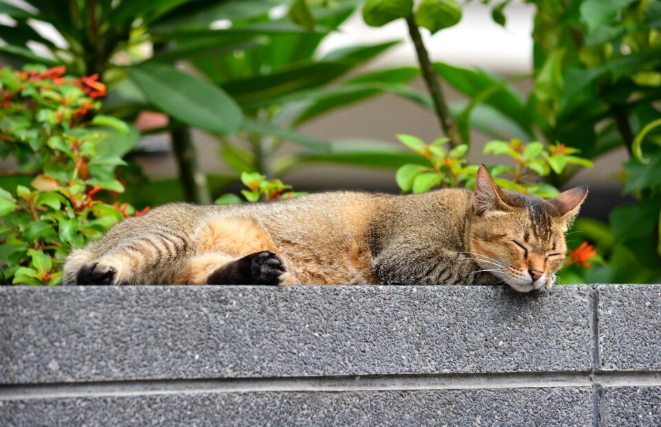 Relaxing animal to relax