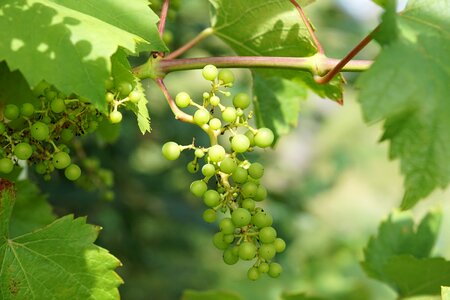 Fruits fruit vines