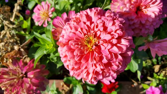 Turkey nature plant