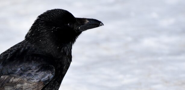 Winter cold raven bird
