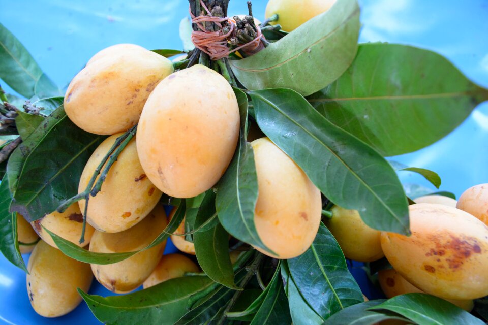 Yellow thailand fruit fruit