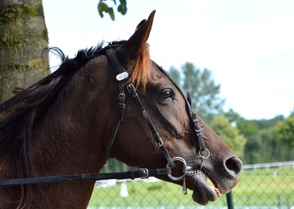 Profile horseback riding nostril photo