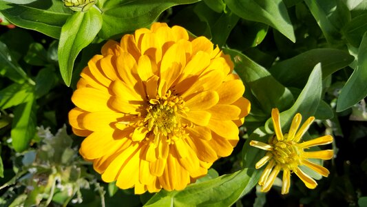 Turkey nature plant