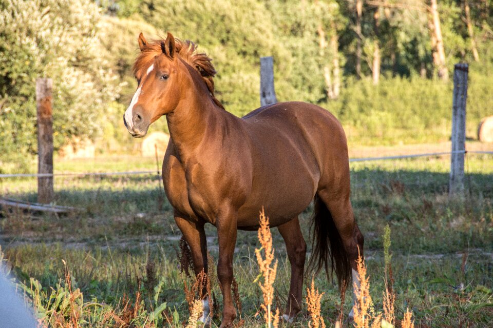 Equine head animal brown
