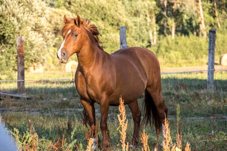 Equine head animal brown