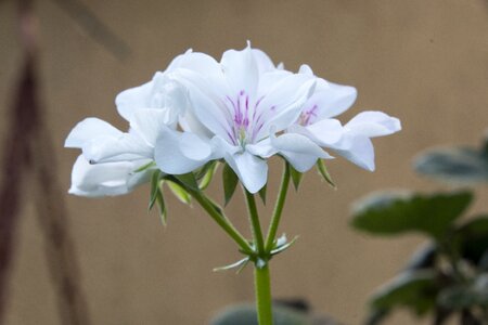 Nature plant geranium