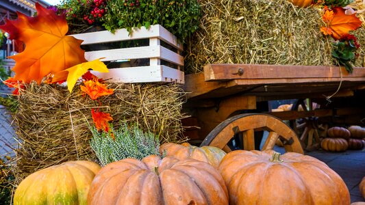 Orange thanksgiving pumpkin