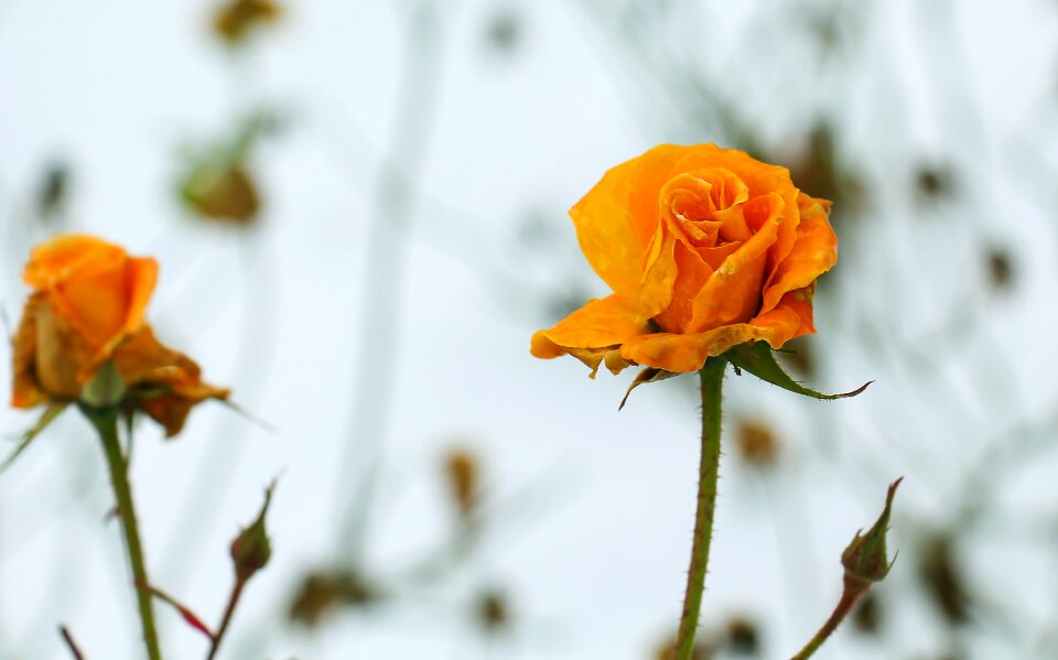 Rose rose blooms orange