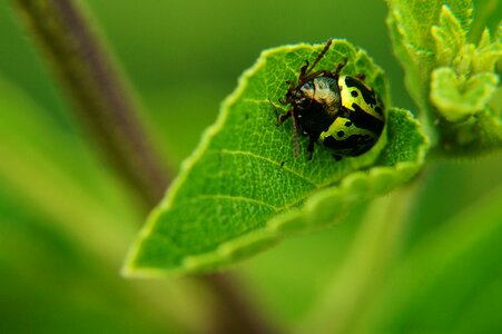 Beetle bugs macro