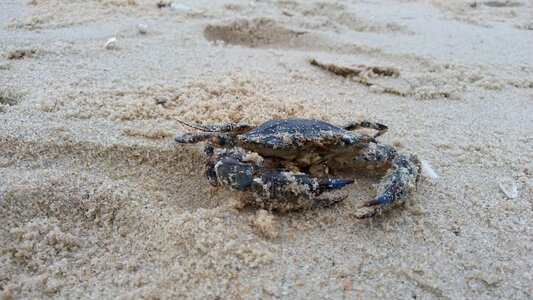 Beach seashore crab photo