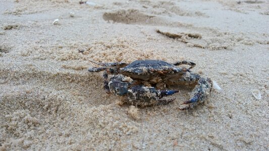 Beach seashore crab