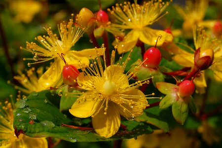 Flowers the bowes de 小坊主 brother out