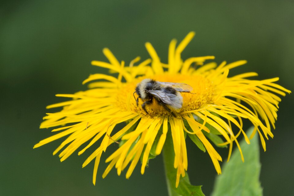 Flower wildflower insect