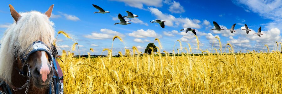 Sky wheat wheat field