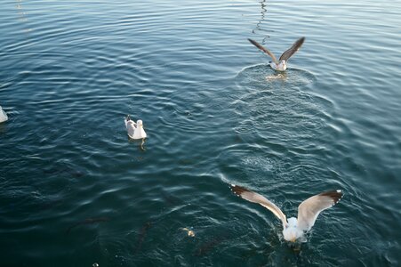 Seagulls feeding-time landing on water photo