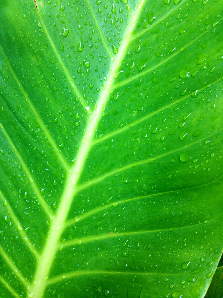 Nature plant natural