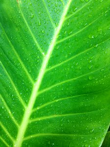 Nature plant natural