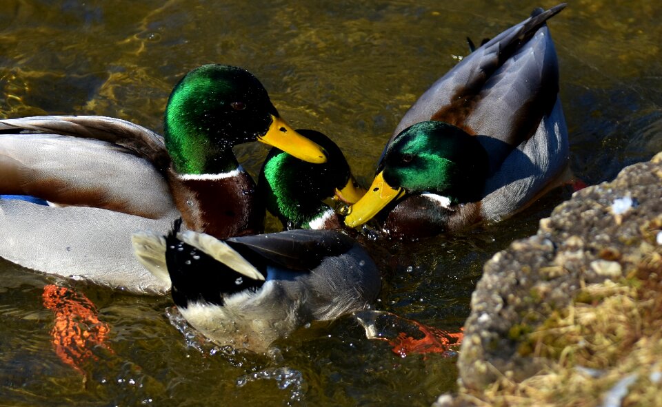 Colorful waterfowl duck bird photo