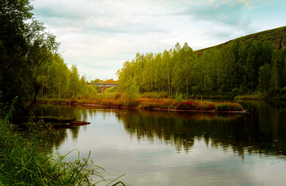 Forest river trees