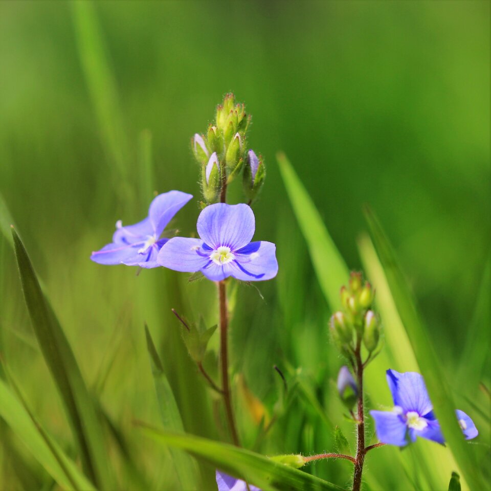 Leaf growth flowers