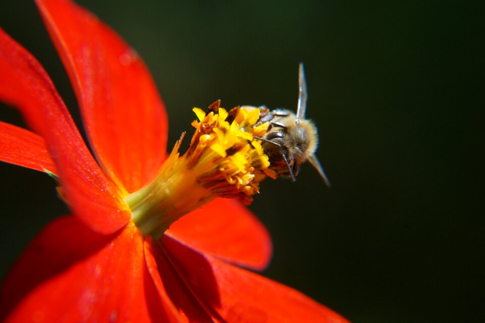 Petals stamens flowers