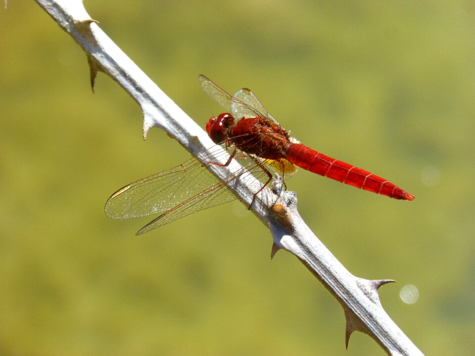 Thorns wetland pond