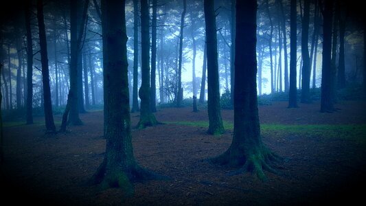 Spooky forest haunted