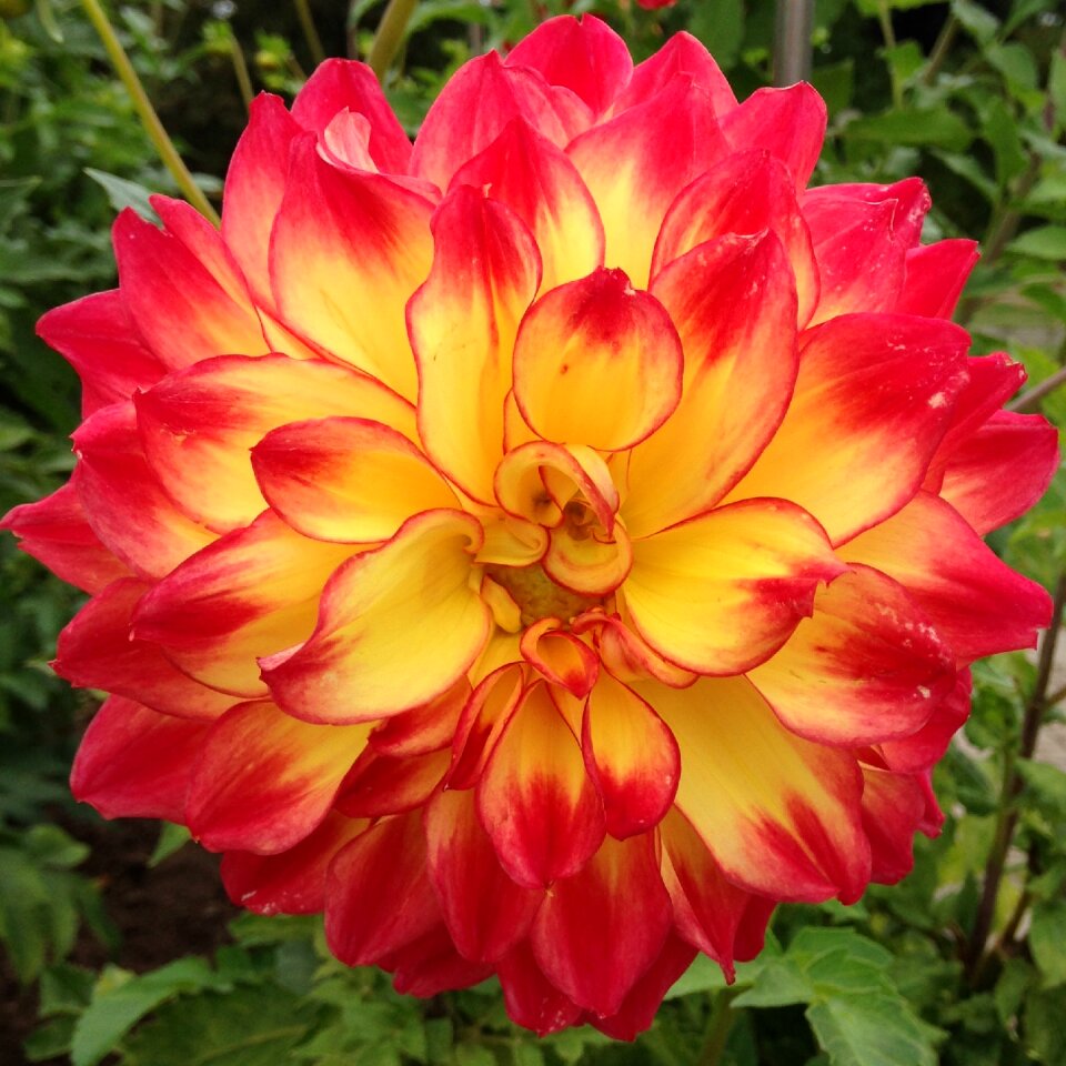 Red flower fire warmth