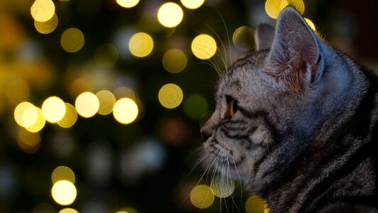 Pet winter christmas time