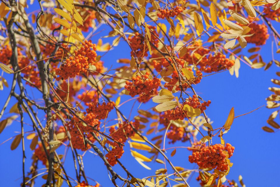 Berry nature autumn