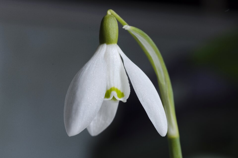 Nature snow floral