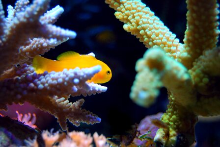 Underwater fish ocean photo