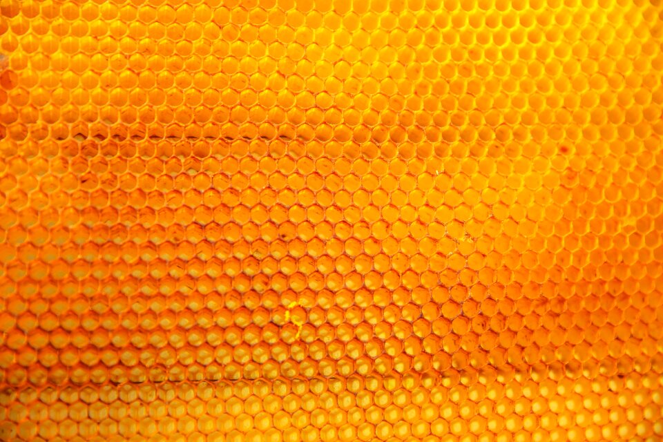 Honey orange nature orange honey