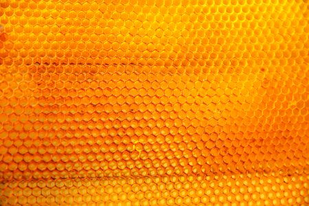 Honey orange nature orange honey photo