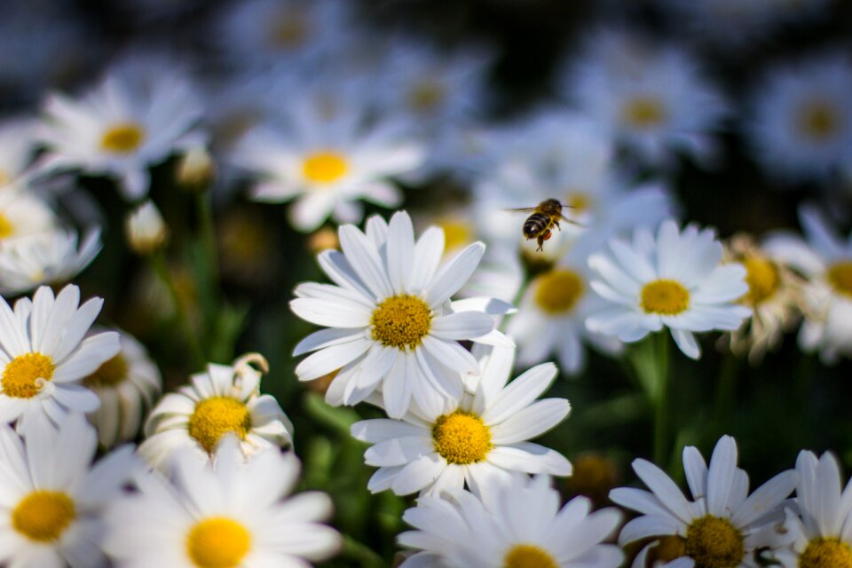 Garden summer floral