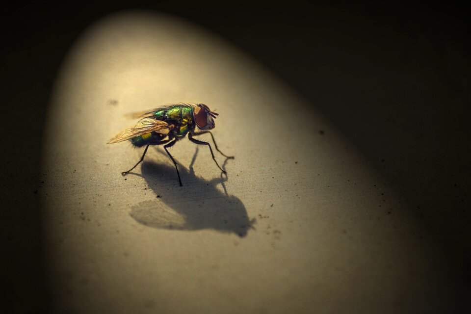 Close up animal light