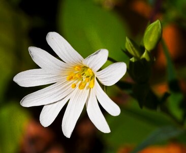 Flower nature plant