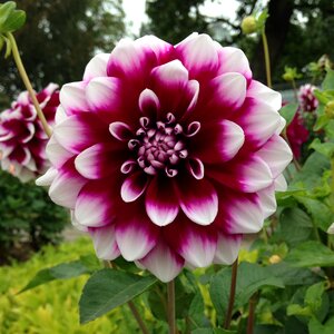 Garden colorful petals