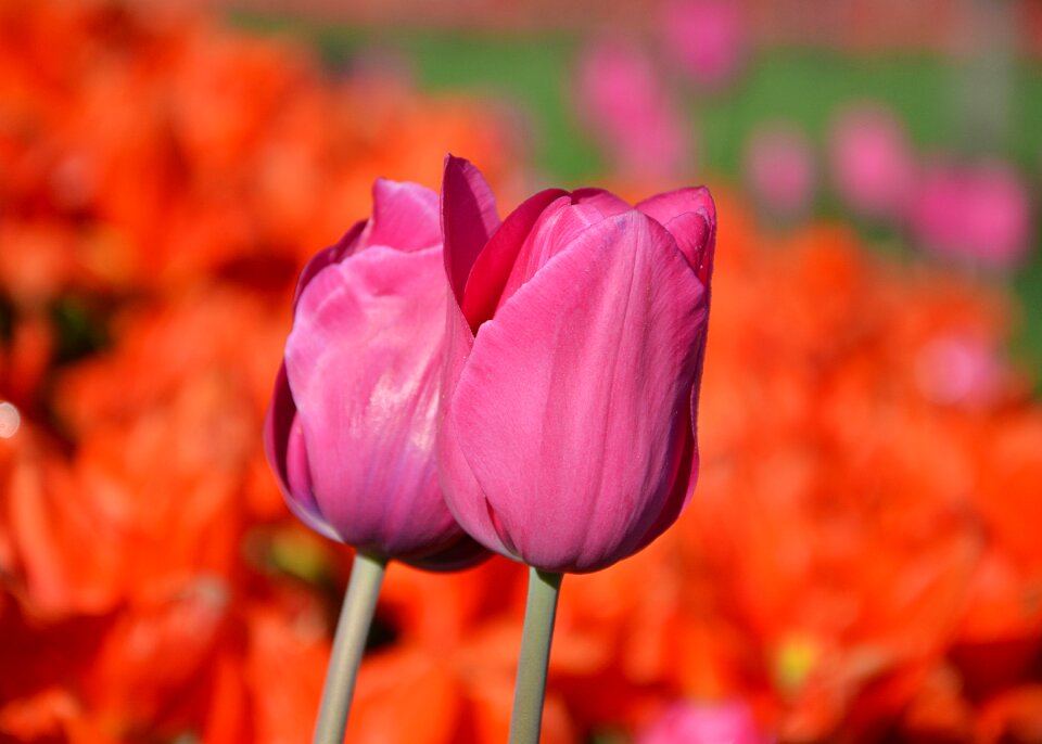 Vivid color nature close-up