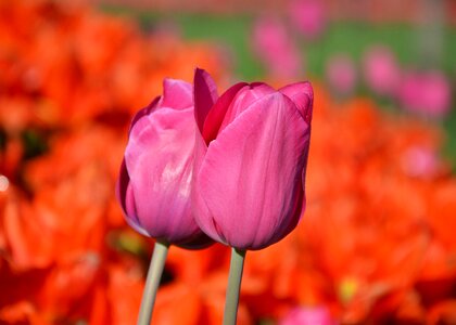 Vivid color nature close-up