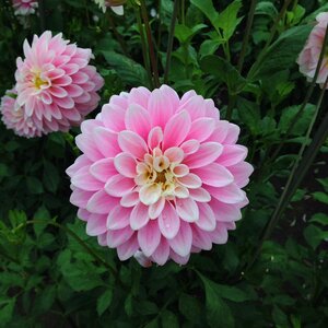Chrysanthemums rosa garden